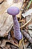 violetter lacktrichterling - (c) r pattke.jpg
